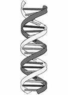 Image result for Double Helix Black and White