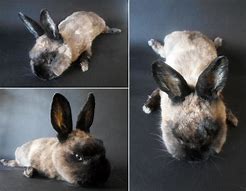 Image result for Siamese Sable Lionhead Rabbit