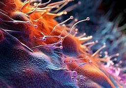 Image result for Aquareovirus