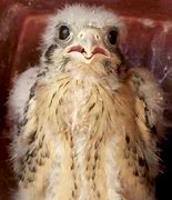 Image result for Baby Kestrel Rescue