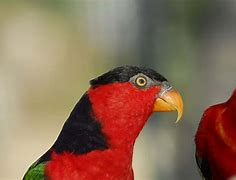 Image result for Lorie's Bird