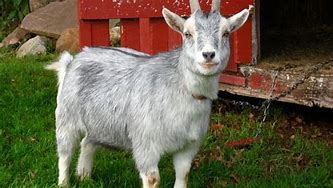 Image result for pygmy goat cartoon