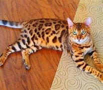 Image result for Smart Cat Breeds