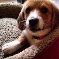 Image result for Corgi Basset Hound Mix