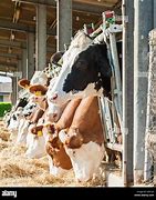 Image result for Feeding Cows Hay