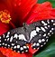 Image result for Red Butterfly Animated