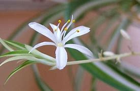 Image result for Do Spider Plants Flower