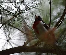 Image result for Grosbeak Bird Habitat