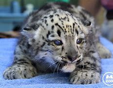 Image result for Snow Leopard Back Markings