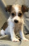 Image result for Wire Hair Terrier Chihuahua Mix