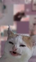 Image result for Stinky Cat Face Meme