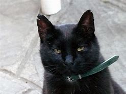 Image result for Barn Cat with Bandana