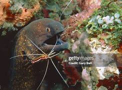 Image result for Shrimp Antennae