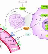 Image result for VHL Pathway