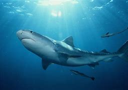 Image result for Great Tiger Shark