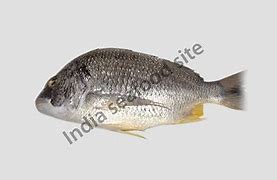 Image result for Black Sea Bream