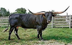 Image result for Corriente Bull