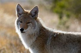 Image result for Coyote Harey