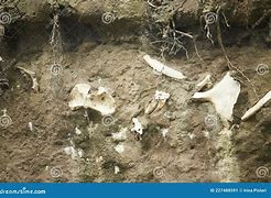 Image result for Archaeological Human Bones