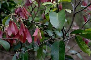 Image result for Dipterocarpaceae Family