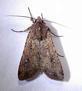 Image result for Variegated Cut Worm Moth Eggs