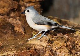 Image result for Small Michigan Birds