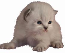 Image result for Kitten Lion Puddle Reflection PNG