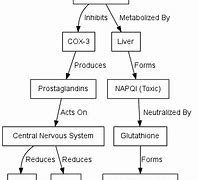 Image result for MOA of Paracetamol