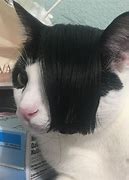 Image result for Cat PFP Cap