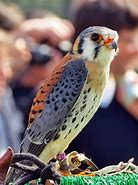 Image result for Kestrel Falconry