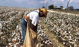 Image result for Black Person Harvesting Cotton