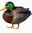 Image result for Yellow Duck Meme