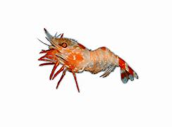 Image result for Krill Shrimp