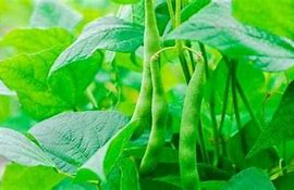 Image result for Pre-Cooked Beans Kenya