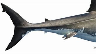 Image result for Shark Tail Pet