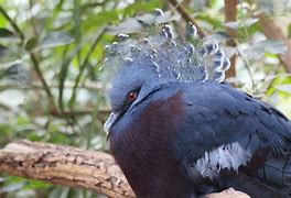 Image result for Victoria Crowned Pigeon