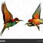 Image result for 2 Birds Flying Drawing