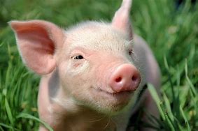 Image result for Happy Pig Images