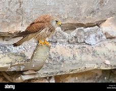 Image result for Lesser Kestrel Female