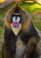 Image result for Big Know World Monkeys