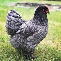 Image result for Tamara Blue Chicken