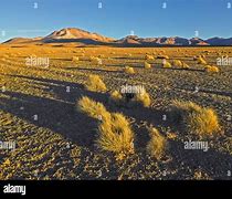 Image result for Puna Grassland Plants