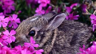 Image result for Spring Pet Wallpaper