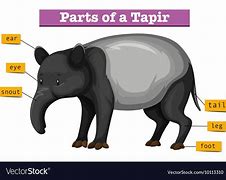 Image result for Tapir Vector