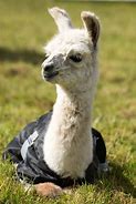 Image result for Llama Girl