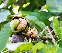 Image result for Walnut Gather