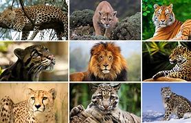 Image result for Big Cat Prints