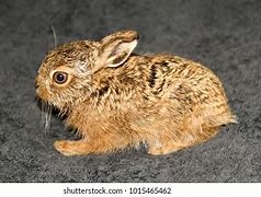 Image result for Leveret Baby Hare