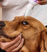 Image result for Clean Dog Eye