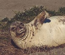 Image result for Fat Round Seal